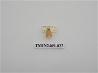 藏品(梯紋豔苔蛾)的圖片